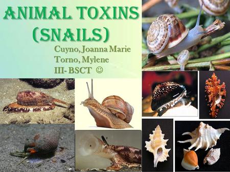 1 ANIMAL TOXINS (SNAILS) Cuyno, Joanna Marie Torno, Mylene III- BSCT Cuyno, Joanna Marie Torno, Mylene III- BSCT.