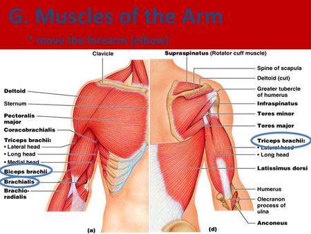 G. Muscles of the Arm * move the forearm (elbow).