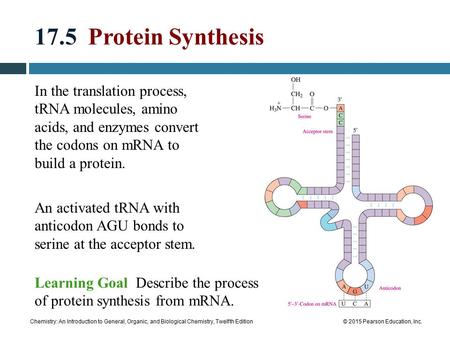 Chemistry: An Introduction to General, Organic, and Biological Chemistry, Twelfth Edition© 2015 Pearson Education, Inc. 17.5 Protein Synthesis In the translation.
