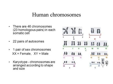 Human chromosomes There are 46 chromosomes (23 homologous pairs) in each somatic cell 22 pairs of autosomes 1 pair of sex chromosomes XX = Female, XY =