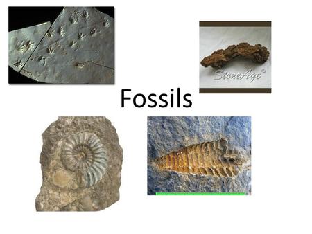 Fossils.