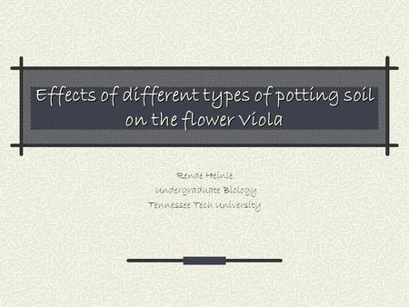 Effects of different types of potting soil on the flower Viola