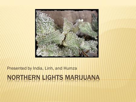 Presented by India, Linh, and Humza.  Northern Lights marijuana is a part of the indica strain of weed  The Indica strain is characterized by plants.