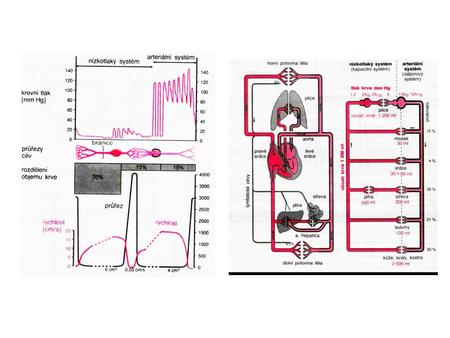 laminar and turbulent flow Distribution of blood circulation Total volume of blood in all vessels (intravascular volume): –man: 5.4 l (77 ml / kg)