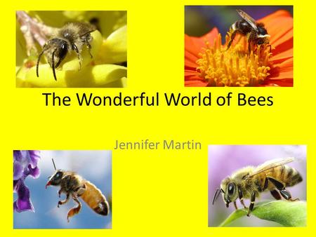 The Wonderful World of Bees Jennifer Martin. The Types of Bees 20,000 different species of bees and 11 ‘families.’ Bees make up a superfamily known as.