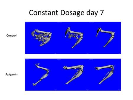 Constant Dosage day 7 Apigenin Control. Weight Adjusted Dosage Control Apigenin.