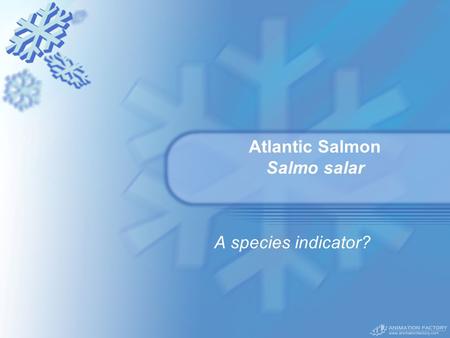 Atlantic Salmon Salmo salar A species indicator?.