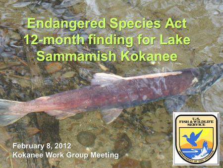 Endangered Species Act 12-month finding for Lake Sammamish Kokanee February 8, 2012 Kokanee Work Group Meeting.