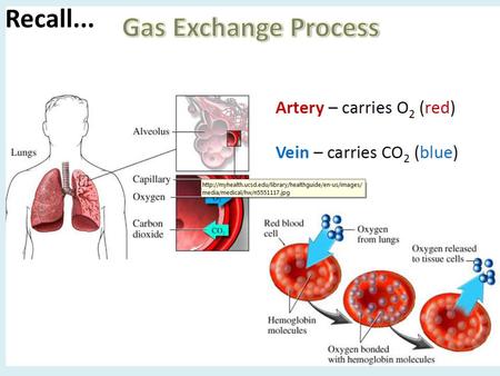 Recall.... Why is diffusion important? - Gas exchange b/w a living cell & the environment always takes place by diffusion across a moist surface. - The.