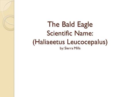 The first year of the Bald Eagles life it is a very dark bird