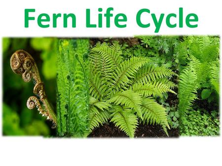 Fern Life Cycle Alternation of generations Defined: Plants alternate between a diploid organism and a haploid organism.