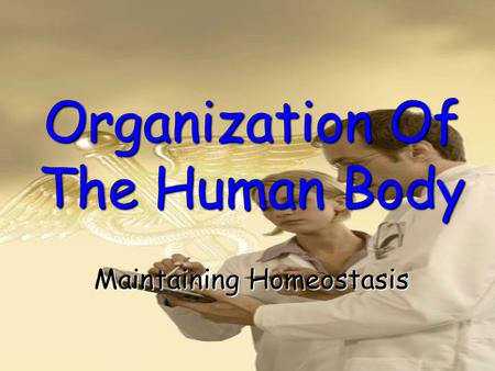 Organization Of The Human Body Maintaining Homeostasis.