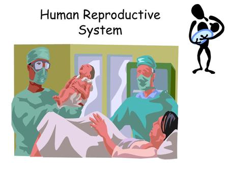 Human Reproductive System