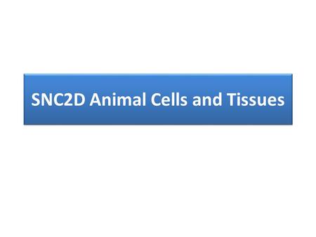 SNC2D Animal Cells and Tissues