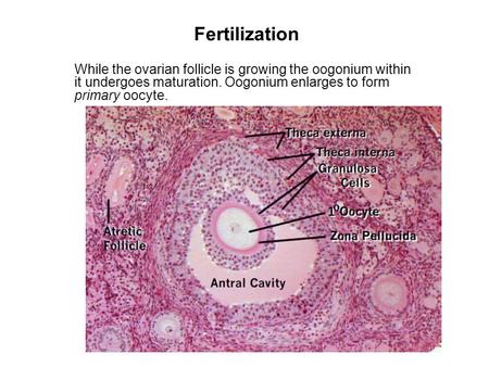 Fertilization While the ovarian follicle is growing the oogonium within it undergoes maturation. Oogonium enlarges to form primary oocyte.