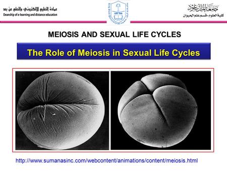 MEIOSIS AND SEXUAL LIFE CYCLES