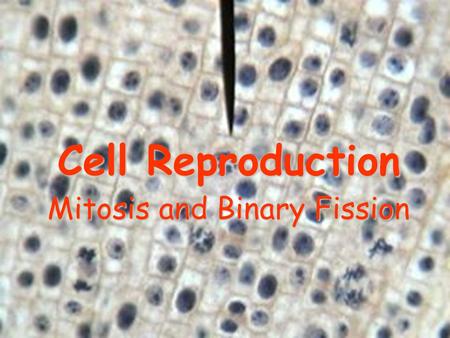 Cell Reproduction Mitosis and Binary Fission. Three Schemes.