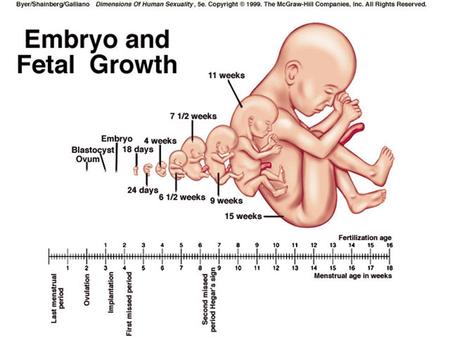 Blastocyst Development