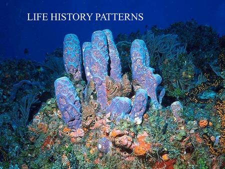 LIFE HISTORY PATTERNS. Spawning and Fertilization.