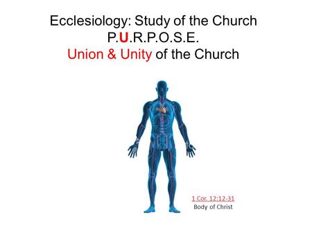 1 Cor. 12:12-31 Body of Christ Ecclesiology: Study of the Church P.U.R.P.O.S.E. Union & Unity of the Church.