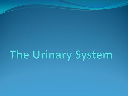 The Urinary System.