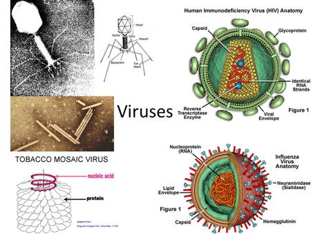 Viruses.