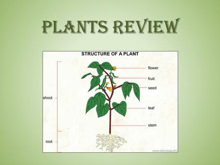 PLANTS REVIEW.