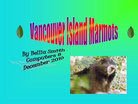 Vancouver Island Marmots