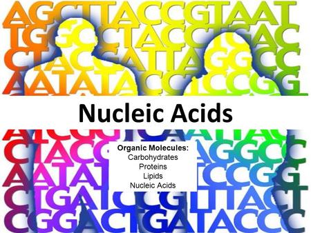 Nucleic Acids Organic Molecules: Carbohydrates Proteins Lipids Nucleic Acids.