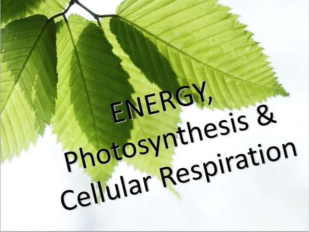 ENERGY, Photosynthesis & Cellular Respiration