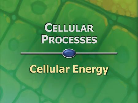 C ELLULAR P ROCESSES Cellular Energy E NERGY R ELATIONSHIPS  autotroph “auto” = self “auto” = self “troph” = nourishment “troph” = nourishment  heterotroph.