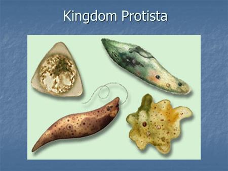 Kingdom Protista.