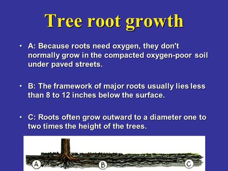 Tree root growth A: Because roots need oxygen, they don't normally grow in the compacted oxygen-poor soil under paved streets.A: Because roots need oxygen,