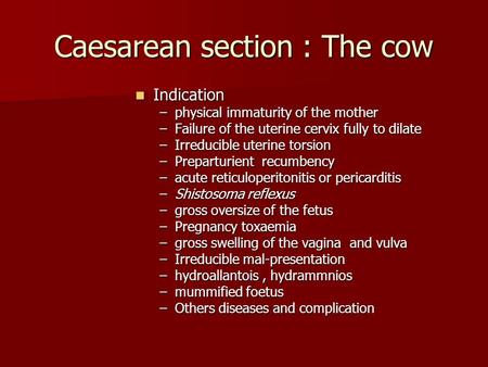 Caesarean section : The cow