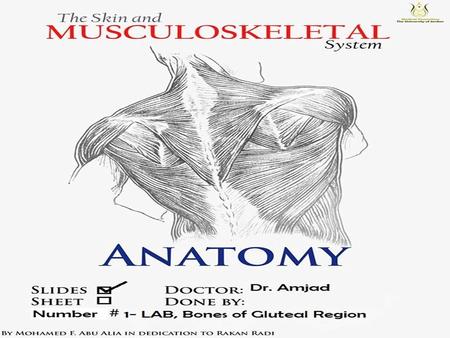 Bones of the gluteal region