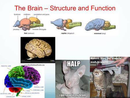 The Brain – Structure and Function. CNS - The Brain and Spinal Cord Acts as a coordinating center for the nervous system The brain is protected by a protective.