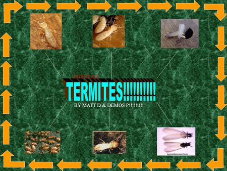 X (ISOPTERA) TERMITES!!!!!!!!!! BY MATT D & DEMOS P!!!!!!!!!