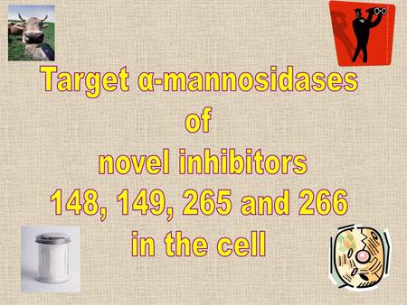 Background: a bit about… Important roles in: Glycoprotein biosynthesis, quality control & catabolism Multiple forms of α-mannosidases in mammalian cells,