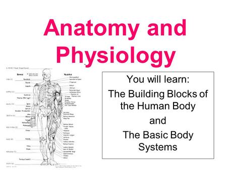 Anatomy and Physiology