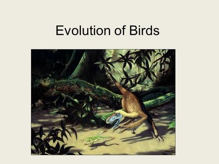 Evolution of Birds.