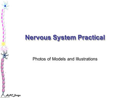 Nervous System Practical