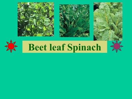 Beet leaf Spinach.