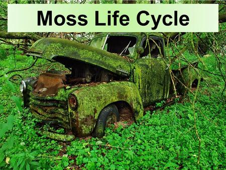 Moss Life Cycle.