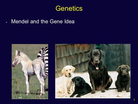 1 Genetics Mendel and the Gene Idea. 2 Heredity What genetic principles account for the transmission of traits from parents to offspring? One possible.