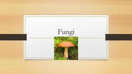 Fungi.