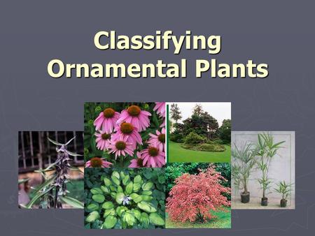 Classifying Ornamental Plants