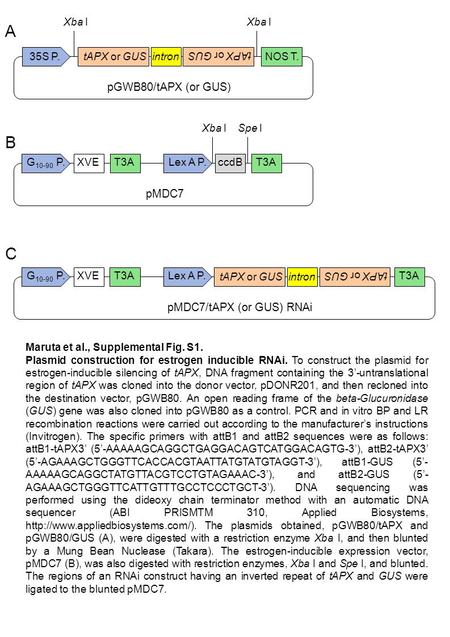 35S P.tAPX or GUS intronNOS T. G 10-90 P.XVET3A Lex A P.ccdB G 10-90 P.XVET3A Lex A P. tAPX or GUS intron Xba I pGWB80/tAPX (or GUS) pMDC7 A B C pMDC7/tAPX.