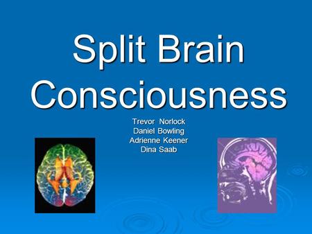 Introduction In a Healthy brain, stimuli is communicated between the two hemispheres via the corpus callosum When this is severed, a split brain exists.