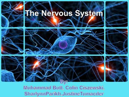 The Nervous System. Types Central Nervous System (CNS)Peripheral Nervous System (PNS)