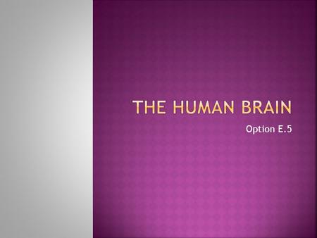 Option E.5.  E.5.1 Label, on a diagram of the human brain, the medulla oblongata, cerebellum, hypothalamus, pituitary gland and cerebral hemispheres.